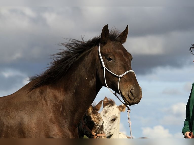 Fries paard Merrie 6 Jaar 156 cm in GOVEN