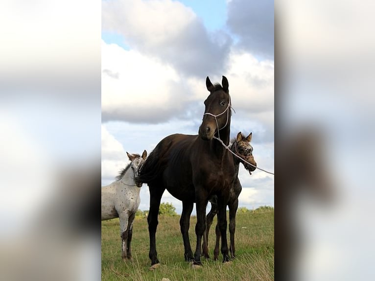 Fries paard Merrie 6 Jaar 156 cm in GOVEN