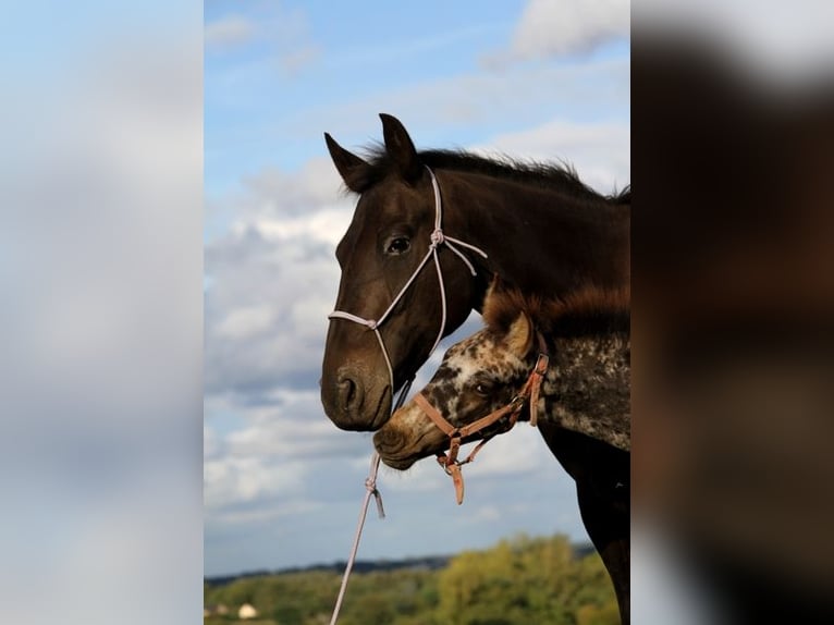 Fries paard Merrie 6 Jaar 156 cm in GOVEN