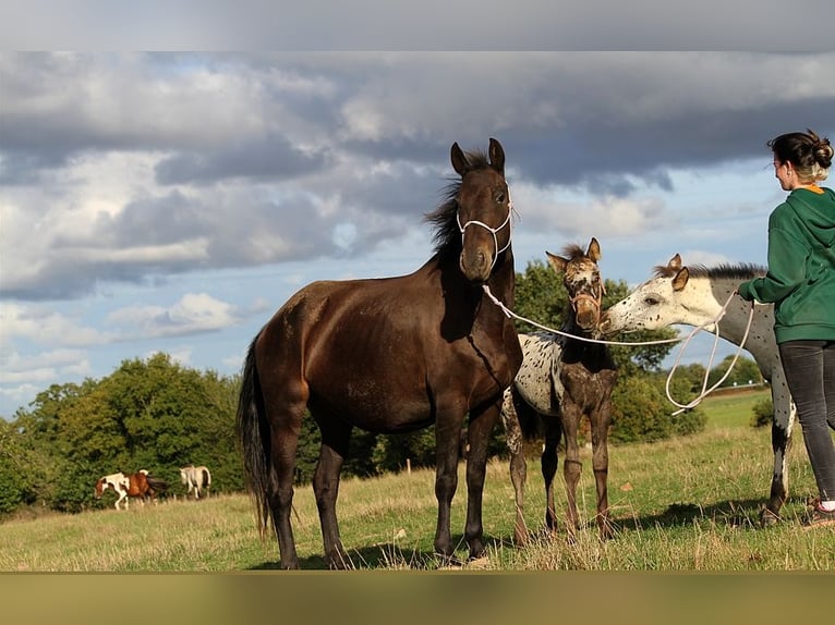 Fries paard Merrie 6 Jaar 156 cm in GOVEN