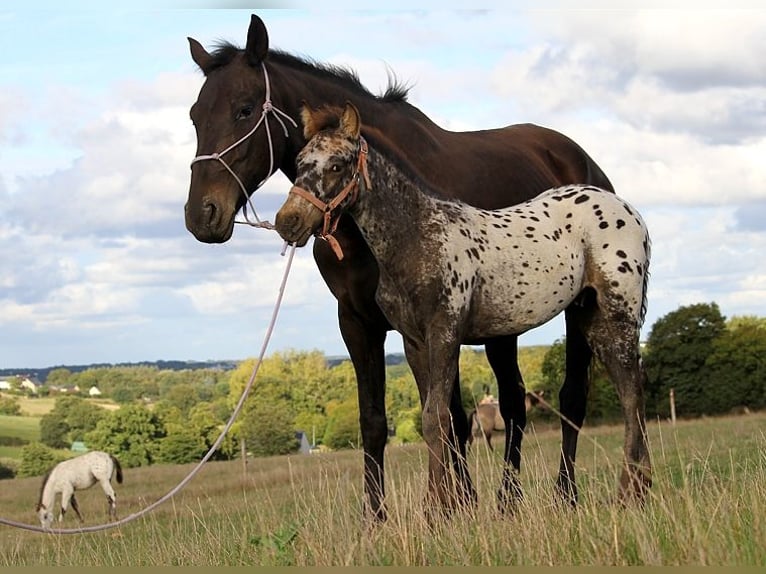 Fries paard Merrie 6 Jaar 156 cm in GOVEN