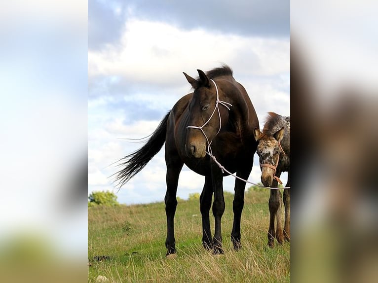 Fries paard Merrie 6 Jaar 156 cm in Goven