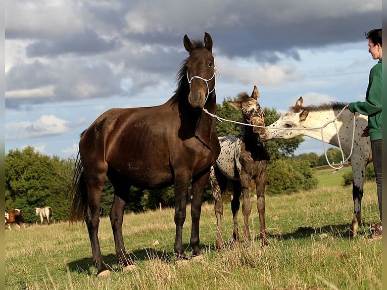 Fries paard Merrie 6 Jaar 156 cm in GOVEN