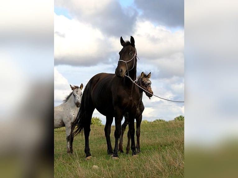 Fries paard Merrie 6 Jaar 156 cm in Goven
