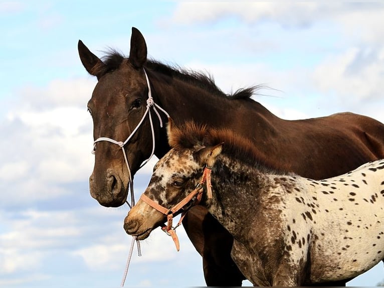 Fries paard Merrie 6 Jaar 156 cm in GOVEN