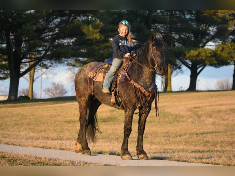Fries paard Merrie 6 Jaar 157 cm Roan-Blue in Ewing KY