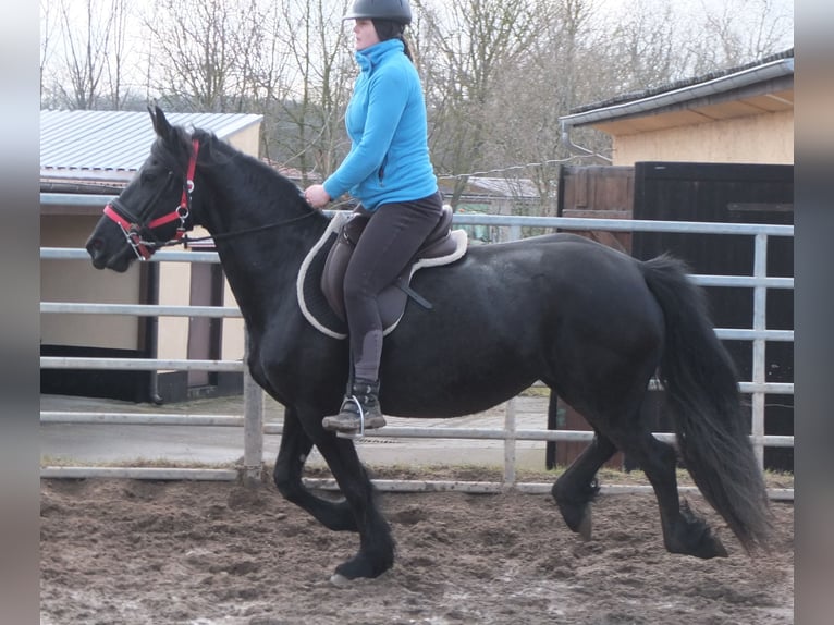 Fries paard Merrie 6 Jaar 158 cm Zwart in Buttstädt