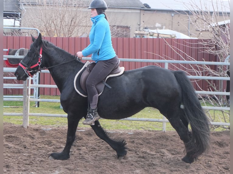 Fries paard Merrie 6 Jaar 158 cm Zwart in Buttstädt