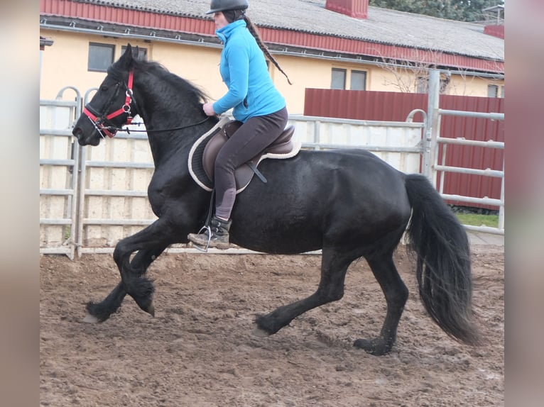 Fries paard Merrie 6 Jaar 158 cm Zwart in Buttstädt