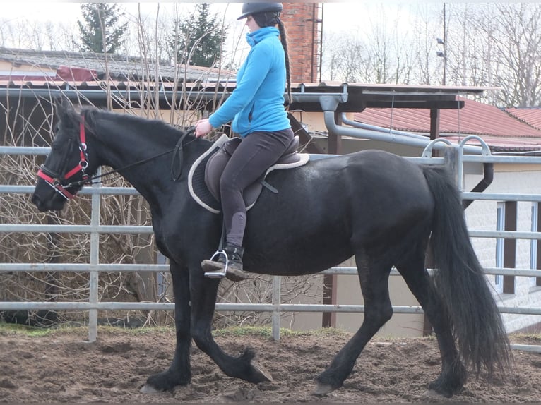 Fries paard Merrie 6 Jaar 158 cm Zwart in Buttstädt