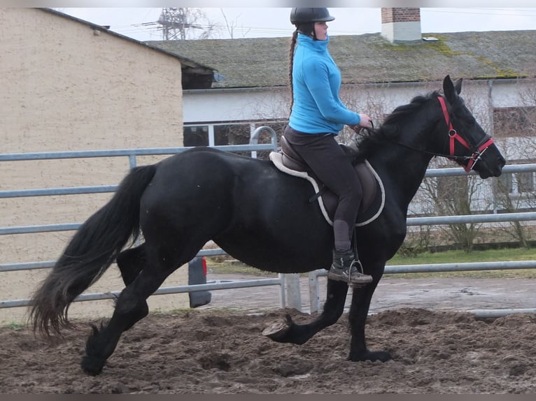 Fries paard Merrie 6 Jaar 158 cm Zwart in Buttstädt