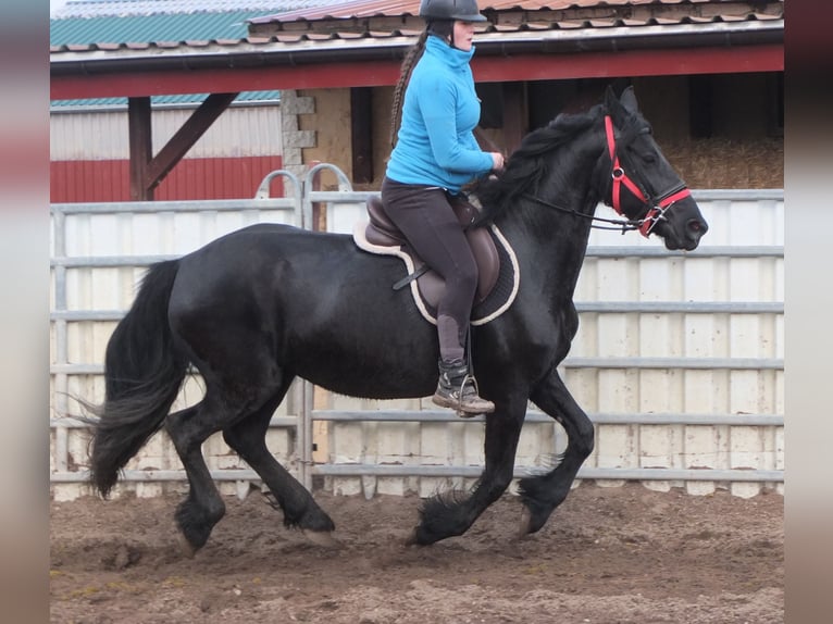 Fries paard Merrie 6 Jaar 158 cm Zwart in Buttstädt