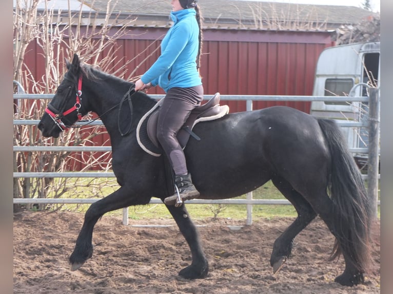 Fries paard Merrie 6 Jaar 158 cm Zwart in Buttstädt