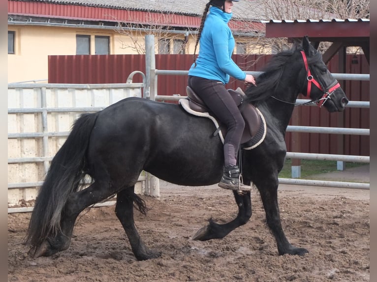 Fries paard Merrie 6 Jaar 158 cm Zwart in Buttstädt