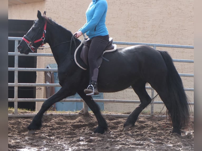 Fries paard Merrie 6 Jaar 158 cm Zwart in Buttstädt