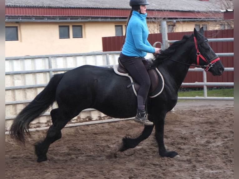 Fries paard Merrie 6 Jaar 158 cm Zwart in Buttstädt