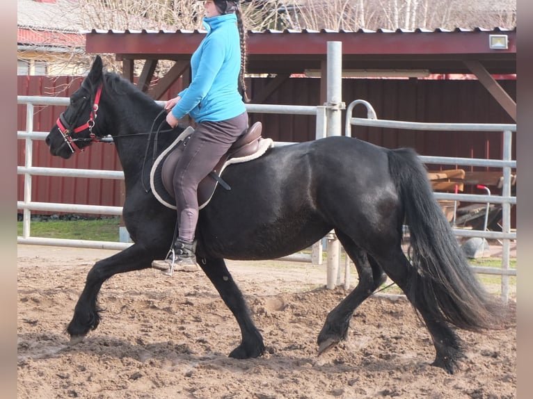 Fries paard Merrie 6 Jaar 158 cm Zwart in Buttstädt