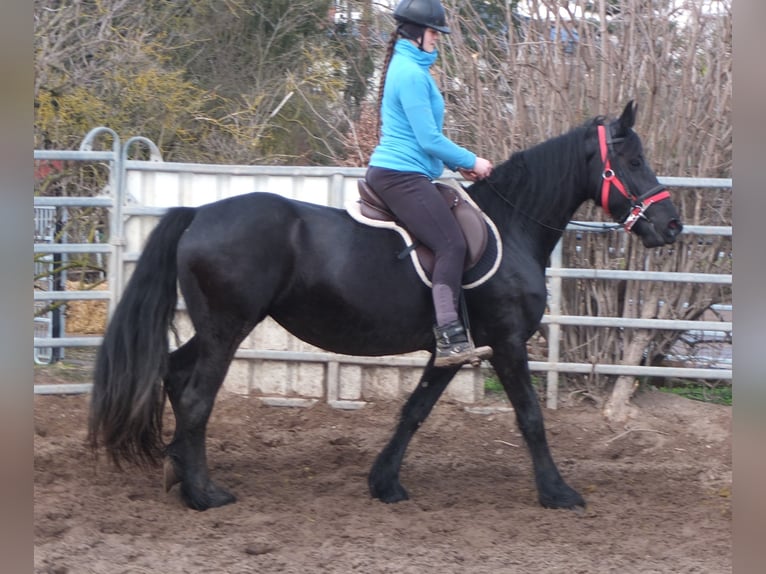 Fries paard Merrie 6 Jaar 158 cm Zwart in Buttstädt