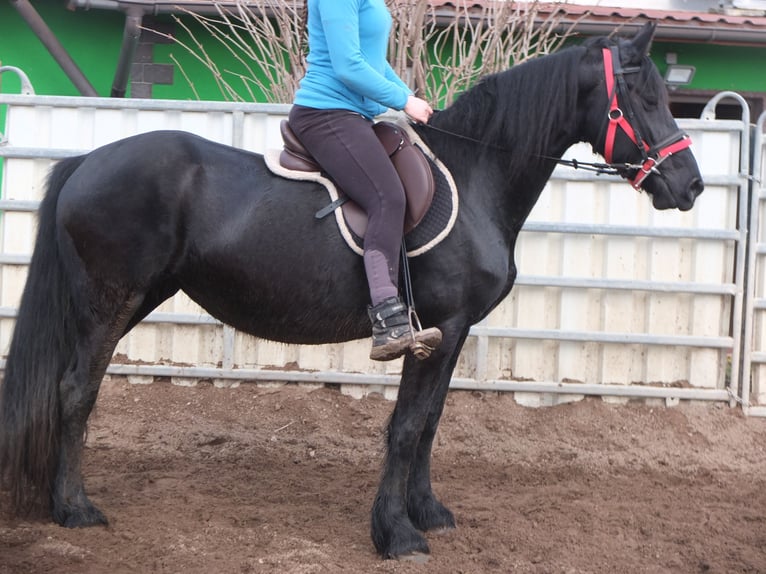 Fries paard Merrie 6 Jaar 158 cm Zwart in Buttstädt