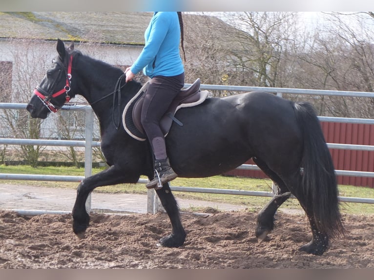 Fries paard Merrie 6 Jaar 158 cm Zwart in Buttstädt