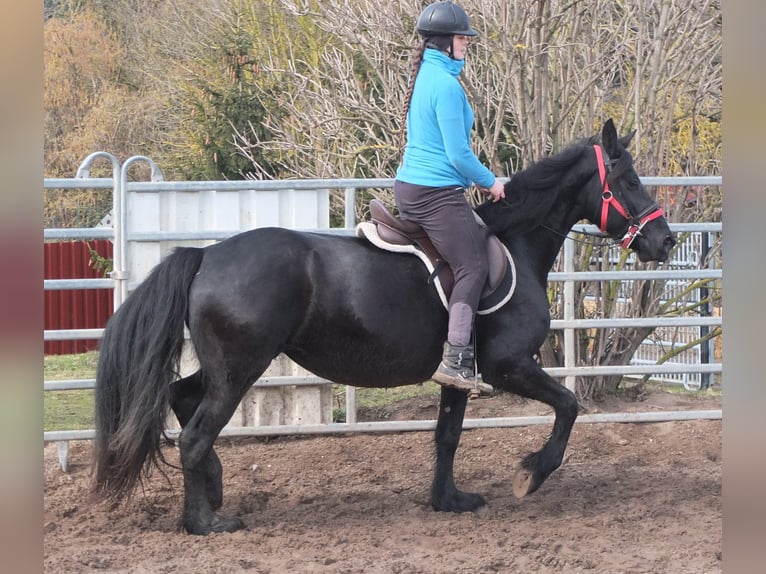 Fries paard Merrie 6 Jaar 158 cm Zwart in Buttstädt