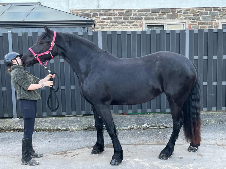 Fries paard Mix Merrie 6 Jaar 159 cm Zwart in Morsbach