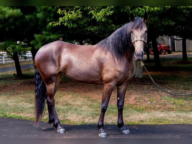 Fries paard Merrie 6 Jaar 160 cm in Lebanon, NJ