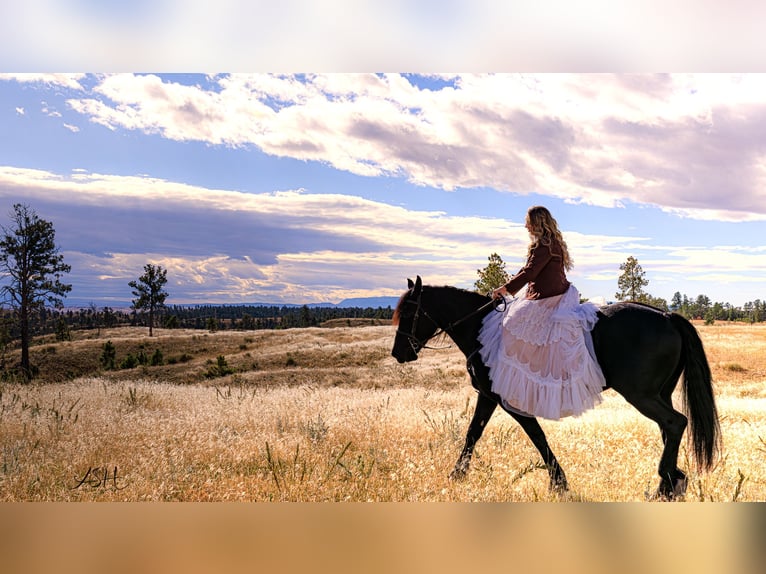 Fries paard Merrie 6 Jaar 160 cm Zwart in Billings
