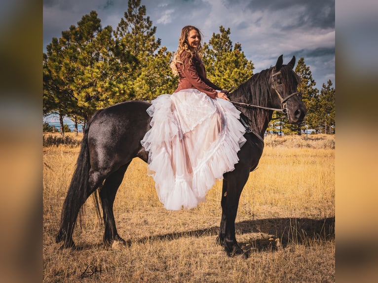 Fries paard Merrie 6 Jaar 160 cm Zwart in Billings