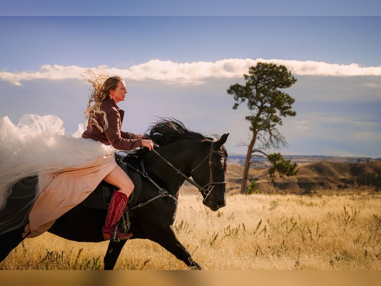 Fries paard Merrie 6 Jaar 160 cm Zwart in Billings
