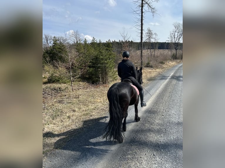 Fries paard Merrie 6 Jaar 160 cm Zwart in Großalmerode