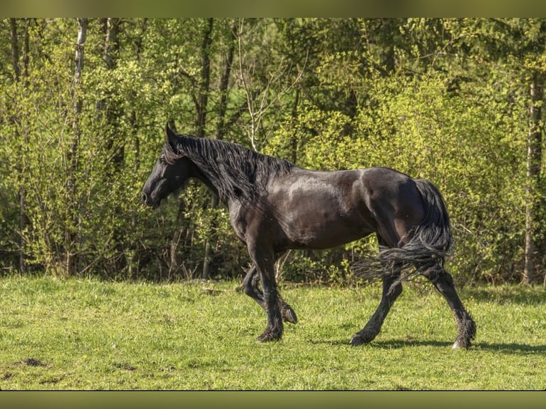 Fries paard Merrie 6 Jaar 160 cm Zwart in Großalmerode