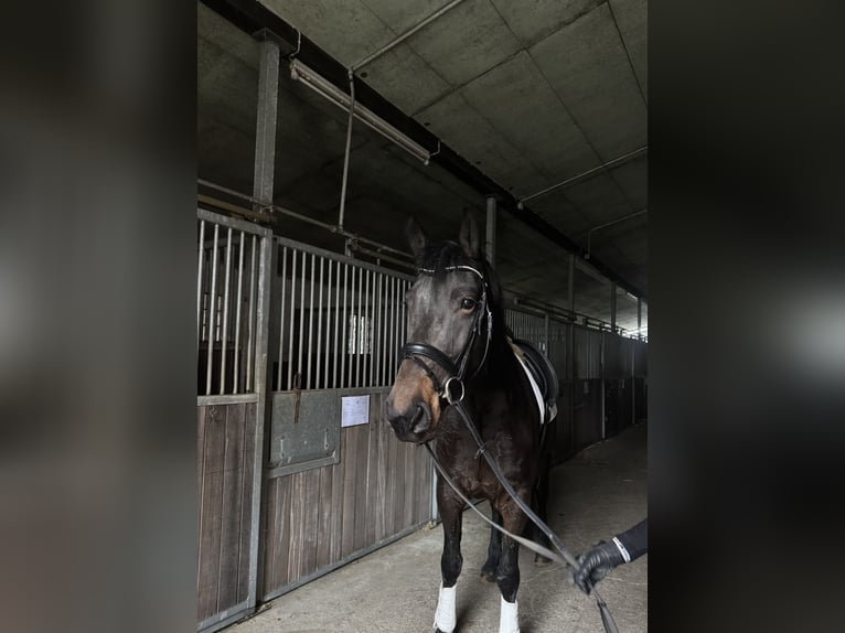 Fries paard Merrie 6 Jaar 162 cm Donkerbruin in Borstel