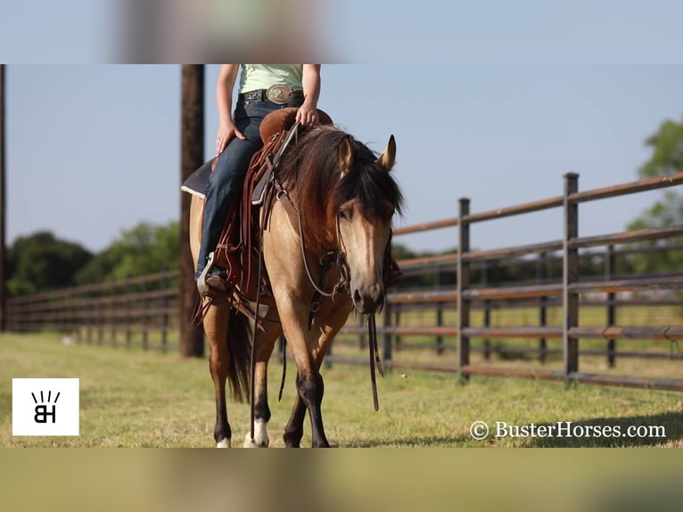 Fries paard Merrie 6 Jaar 163 cm Buckskin in Weatherford TX