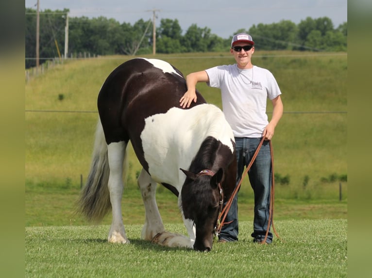 Fries paard Merrie 6 Jaar 163 cm Tobiano-alle-kleuren in whitley city, ky