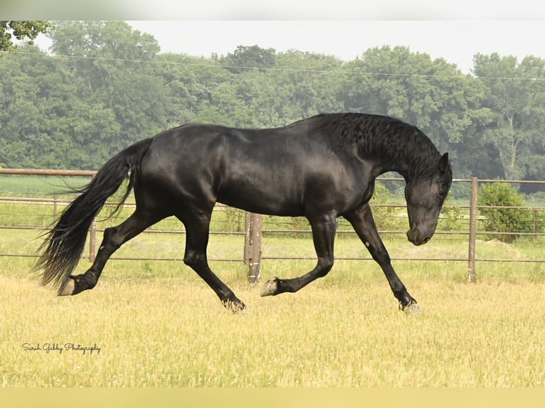 Fries paard Merrie 6 Jaar 163 cm Zwart in INDEPENDENCE, IA