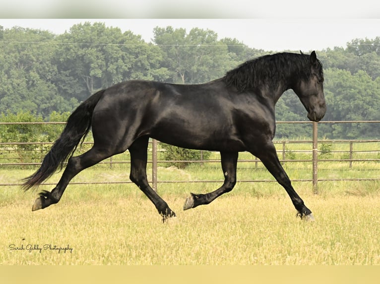 Fries paard Merrie 6 Jaar 163 cm Zwart in INDEPENDENCE, IA