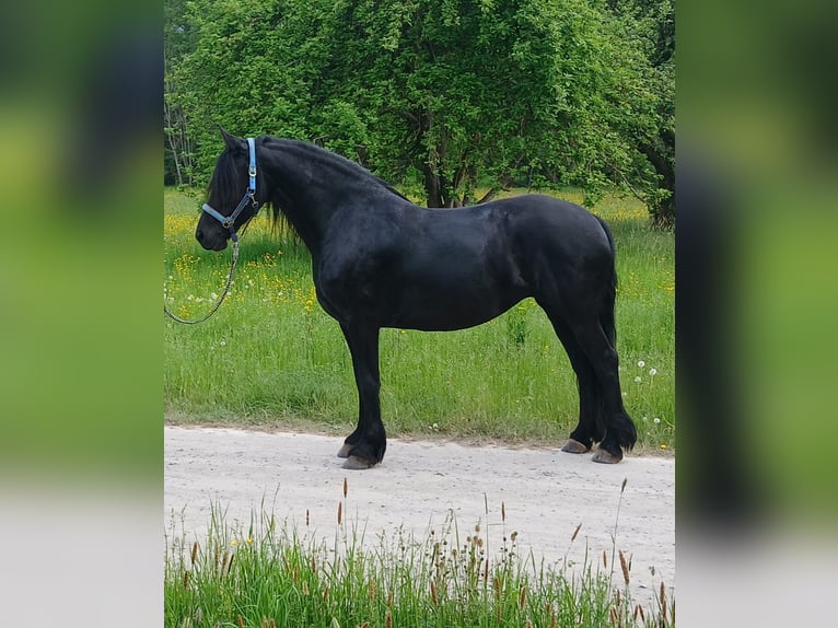 Fries paard Merrie 6 Jaar 164 cm Zwart in Hafenlohr