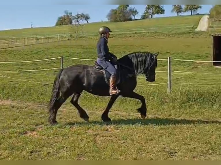 Fries paard Merrie 6 Jaar 164 cm Zwart in Hafenlohr