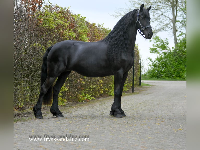 Fries paard Merrie 6 Jaar 165 cm in Mijnsheerenland
