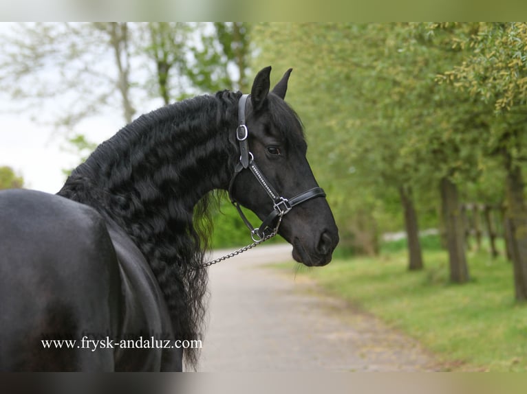 Fries paard Merrie 6 Jaar 165 cm in Mijnsheerenland