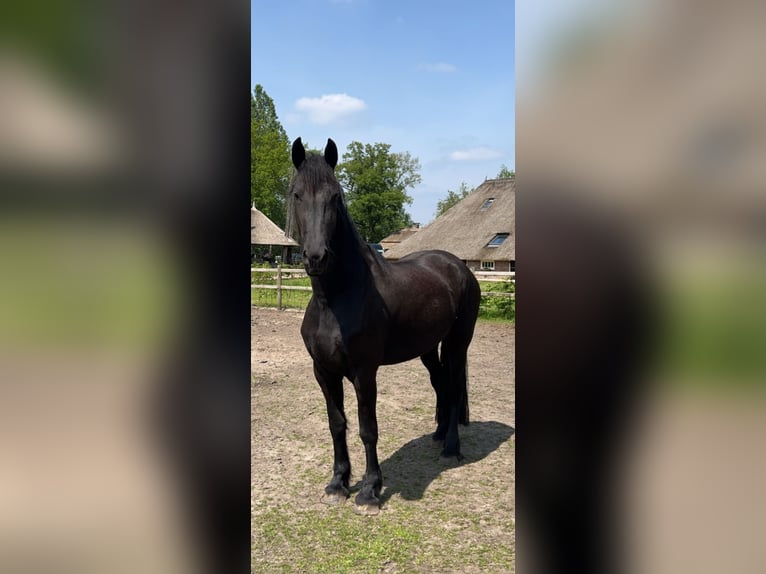 Fries paard Merrie 6 Jaar 165 cm Zwart in Hellendoorn