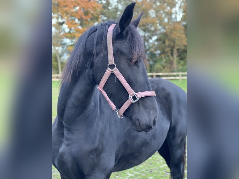 Fries paard Merrie 6 Jaar 165 cm Zwart in Hellendoorn