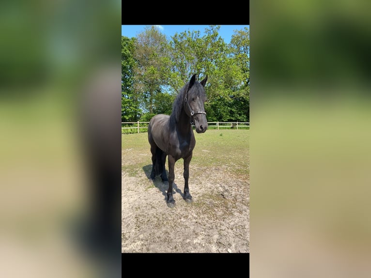 Fries paard Merrie 6 Jaar 165 cm Zwart in Hellendoorn