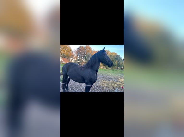 Fries paard Merrie 6 Jaar 165 cm Zwart in Hellendoorn