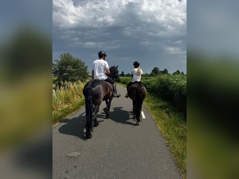 Fries paard Merrie 6 Jaar 167 cm Zwart in de Hoef