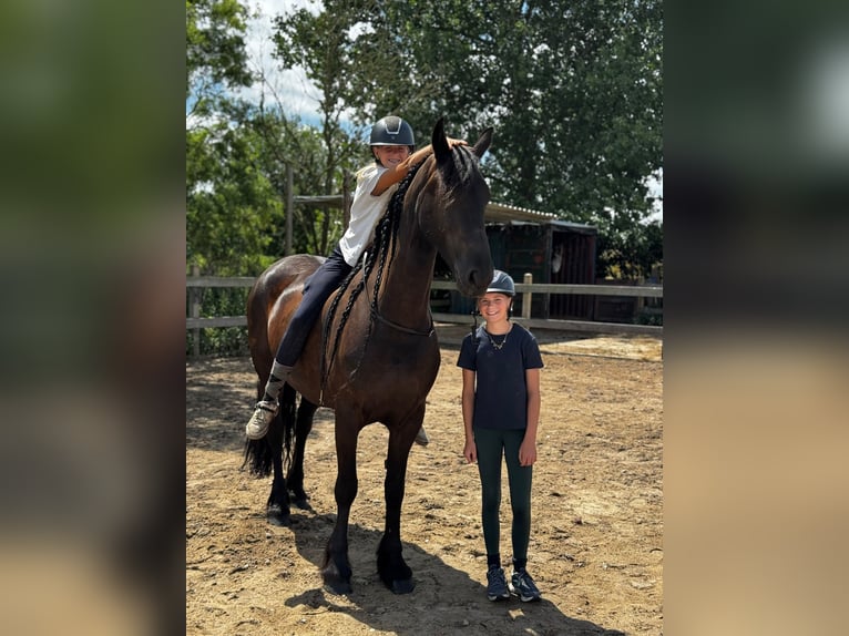 Fries paard Merrie 6 Jaar 167 cm Zwart in de Hoef