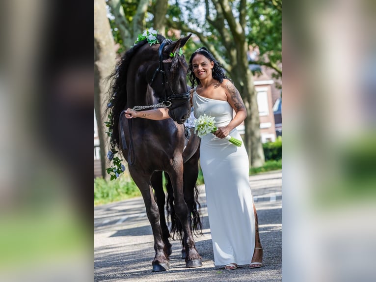 Fries paard Merrie 6 Jaar 167 cm Zwart in Amstelhoek