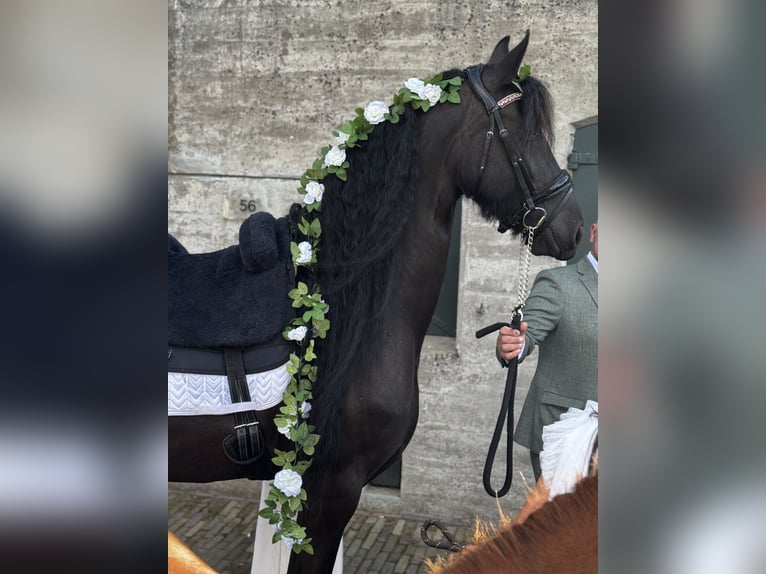 Fries paard Merrie 6 Jaar 167 cm Zwart in Amstelhoek