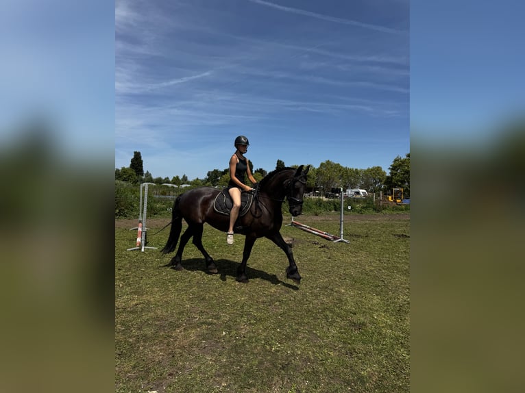 Fries paard Merrie 6 Jaar 167 cm Zwart in Amstelhoek
